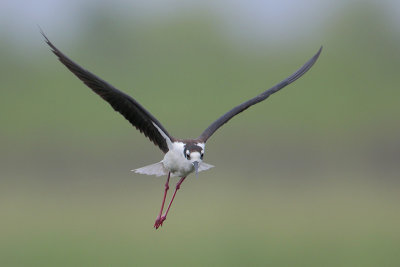 Black-necked Stilt