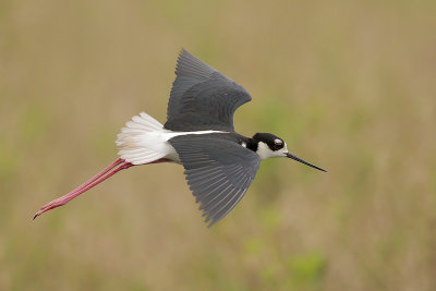 Black-necked Stilt