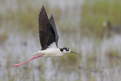Black-necked Stilt