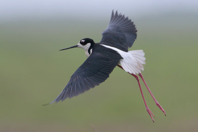 Black-necked Stilt