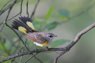 American Redstart