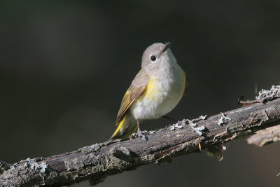 American Redstart