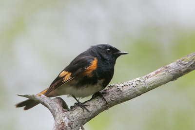 American Redstart