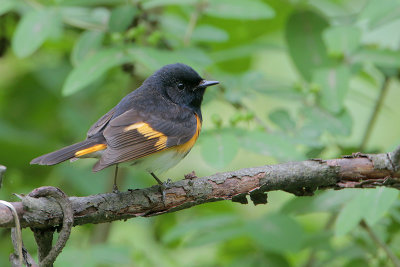 American Redstart