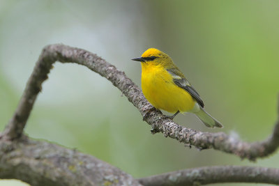 Blue-winged Warbler