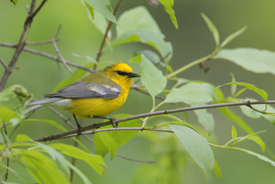 Blue-winged Warbler