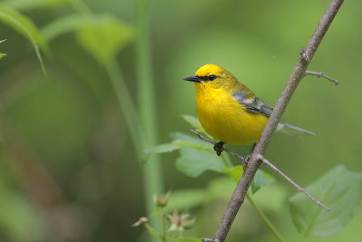 Blue-winged Warbler