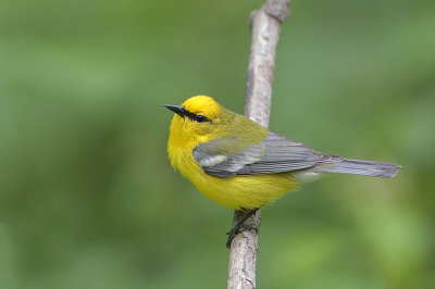 Blue-winged Warbler