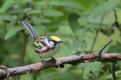 Chestnut-sided Warbler