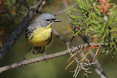 Kirtlands Warbler