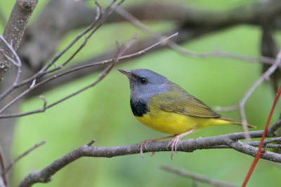 Mourning Warbler