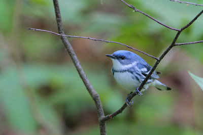 Cerulean Warbler