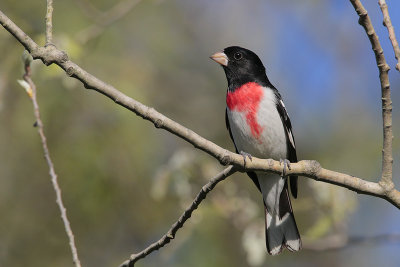 Rose-breasted Grosbeak