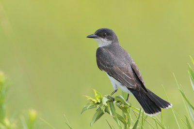 Eastern Kingbird