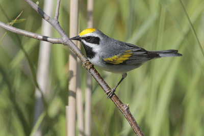 Golden-winged Warbler