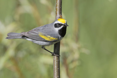 Golden-winged Warbler