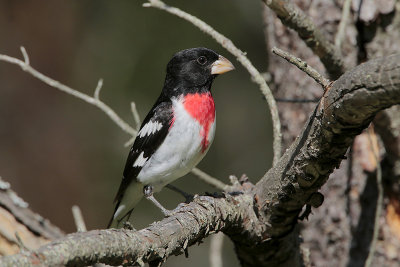 Rose-breasted Grosbeak