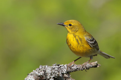 Pine Warbler