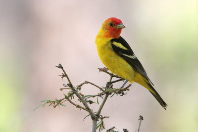 Western Tanager