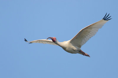 White Ibis