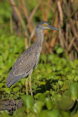 Yellow-crowned Night-Heron