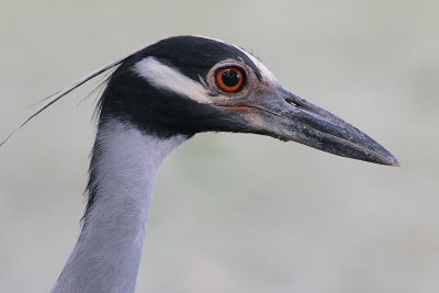 Yellow-crowned Night-Heron