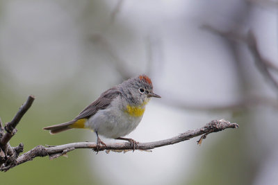 Virginia's Warbler