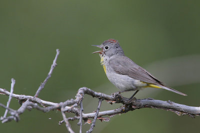 Virginia's Warbler