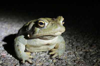 Arizona Toad