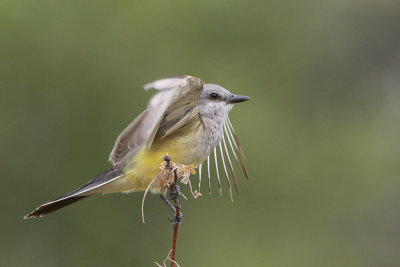 Western Kingbird