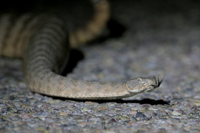 Tiger Rattlesnake