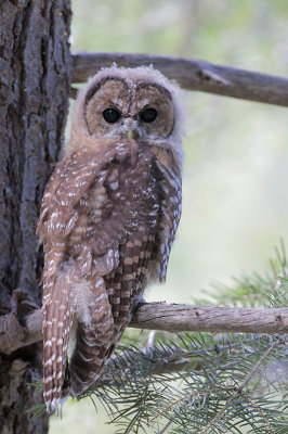 Spotted Owl