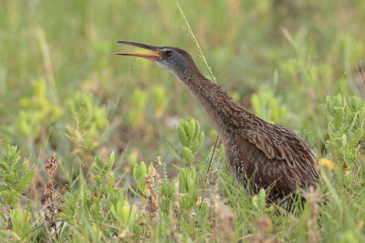 Clapper Rail