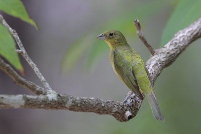 Painted Bunting