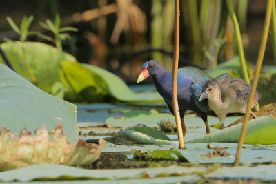 Purple Gallinule