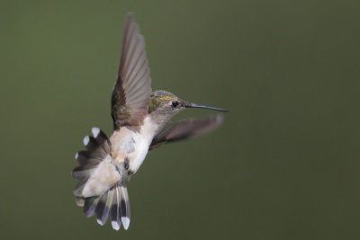 Ruby-throated Hummingbird