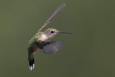 Ruby-throated Hummingbird