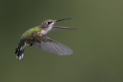 Ruby-throated Hummingbird