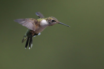 Ruby-throated Hummingbird