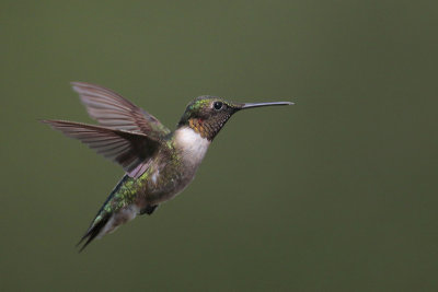 Ruby-throated Hummingbird