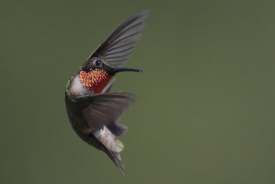 Ruby-throated Hummingbird