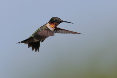 Ruby-throated Hummingbird