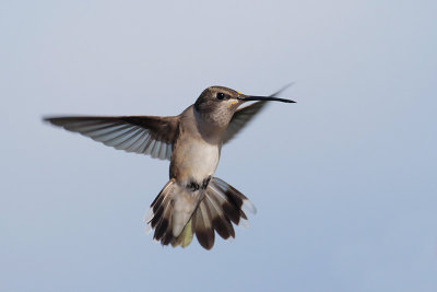 Ruby-throated Hummingbird