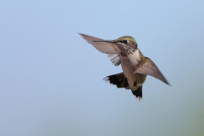 Ruby-throated Hummingbird