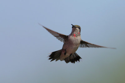 Ruby-throated Hummingbird