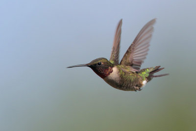 Ruby-throated Hummingbird