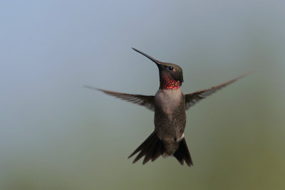 Ruby-throated Hummingbird