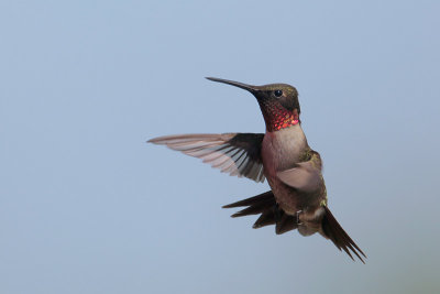 Ruby-throated Hummingbird