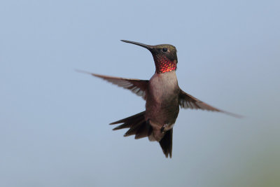 Ruby-throated Hummingbird