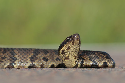 Cottonmouth